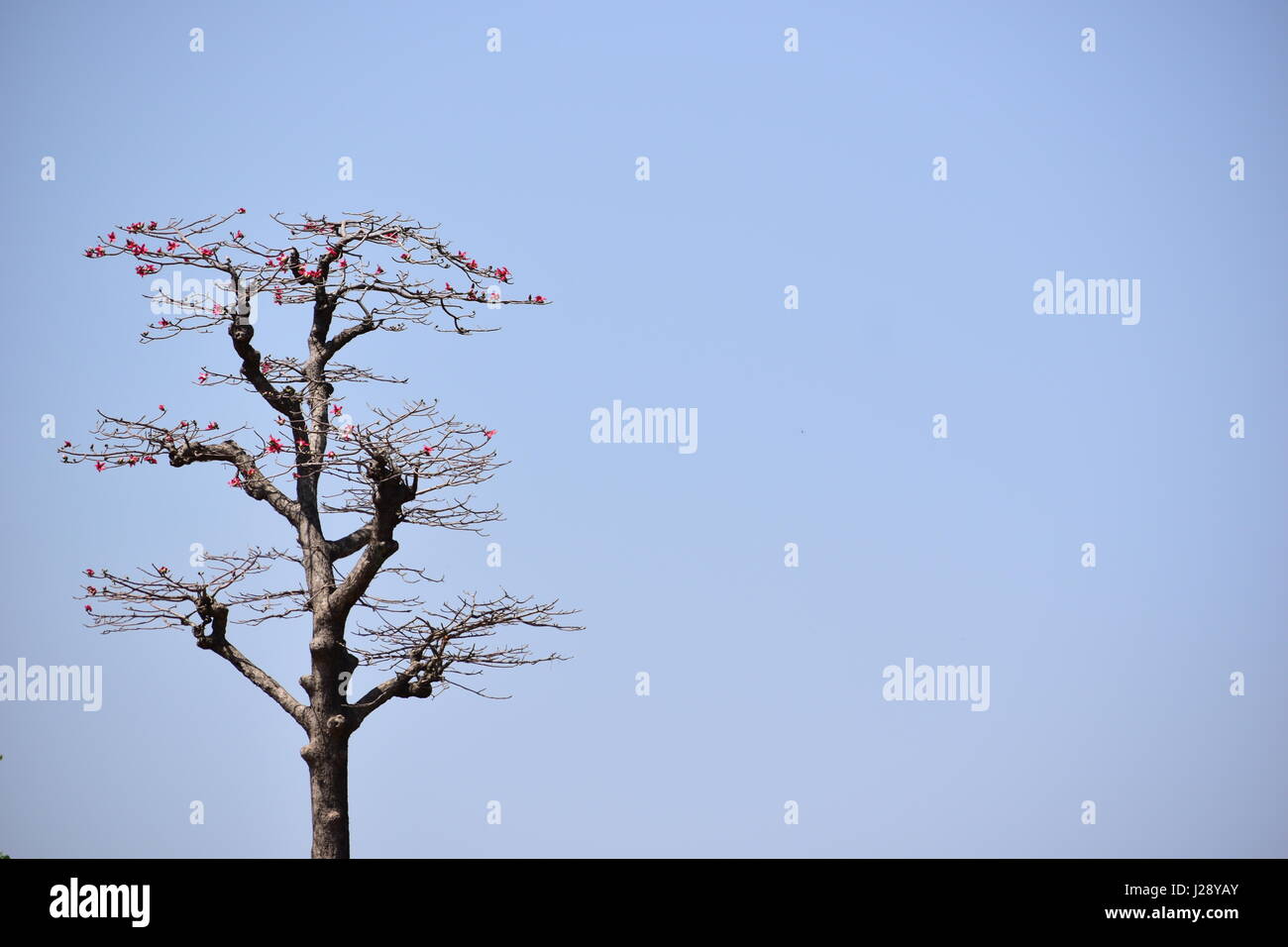 Cherry Blossom tree avec des fleurs en fleurs saison avec fond de ciel bleu clair. Banque D'Images