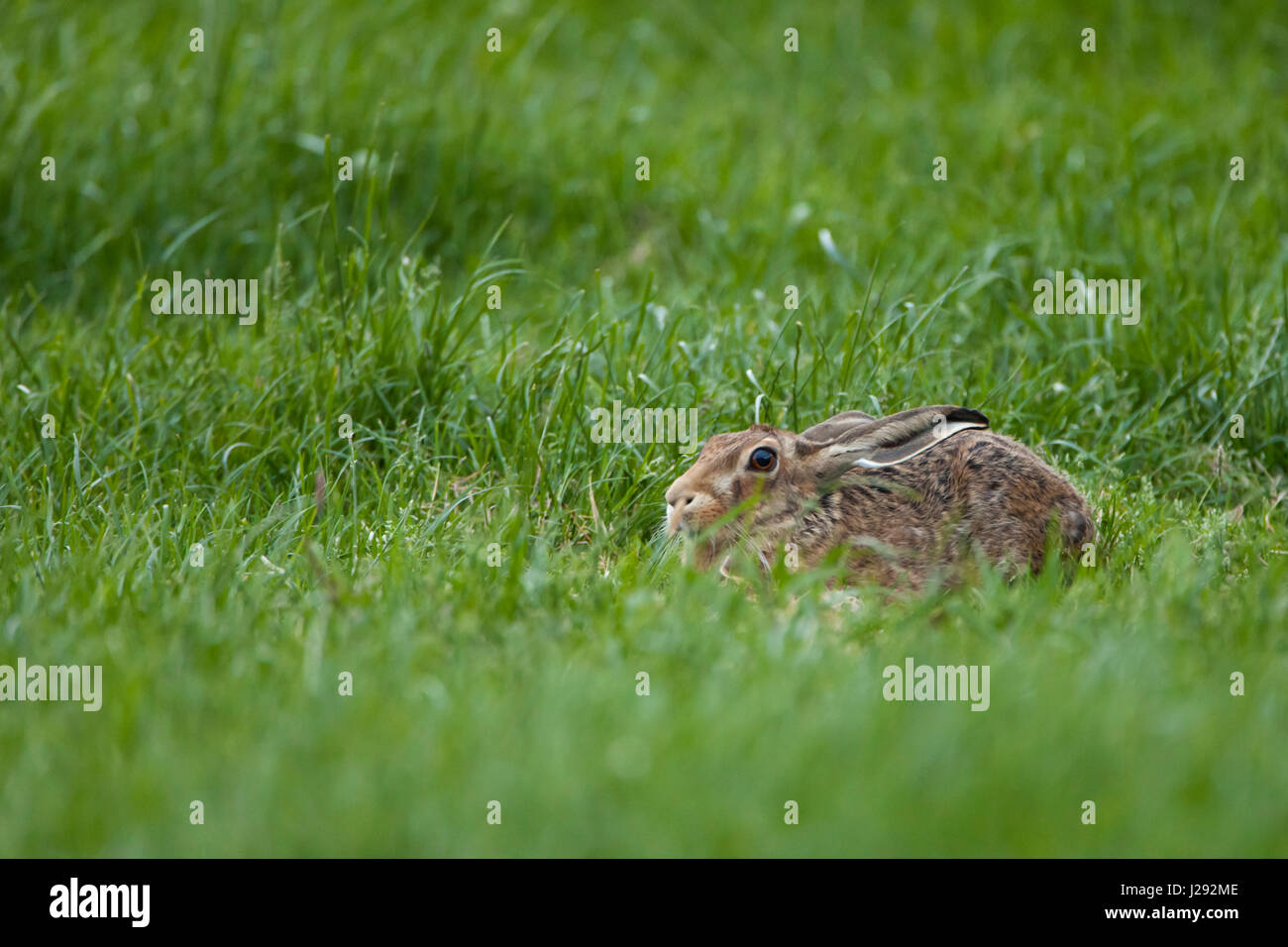 Lièvre brun   adultes lying in field of grass   d'été West Midlands, Royaume-Uni Banque D'Images