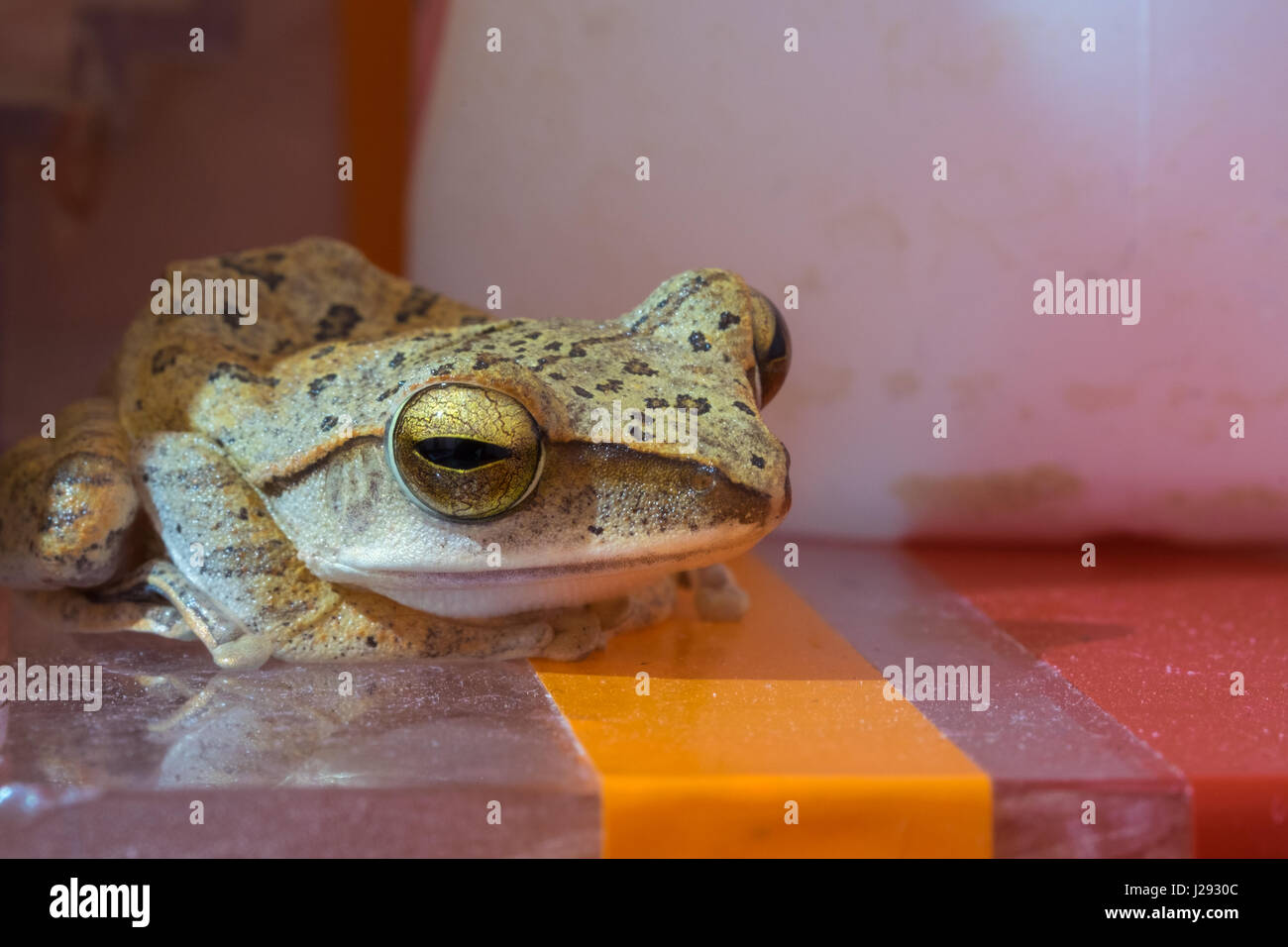 Golden Tree Frog Grenouille jaune ou en Thaïlande - Close up - Macro - (Selective focus) Banque D'Images