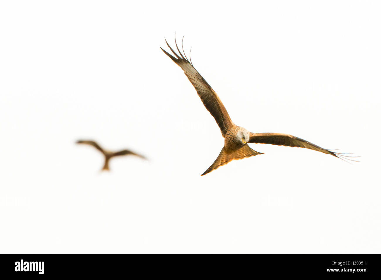 Red Kite    adultes en vol avec un autre oiseau en arrière-plan hiver   Nant Bwlch yr Arian, Pays de Galles, Pays de Galles, Royaume-Uni Banque D'Images