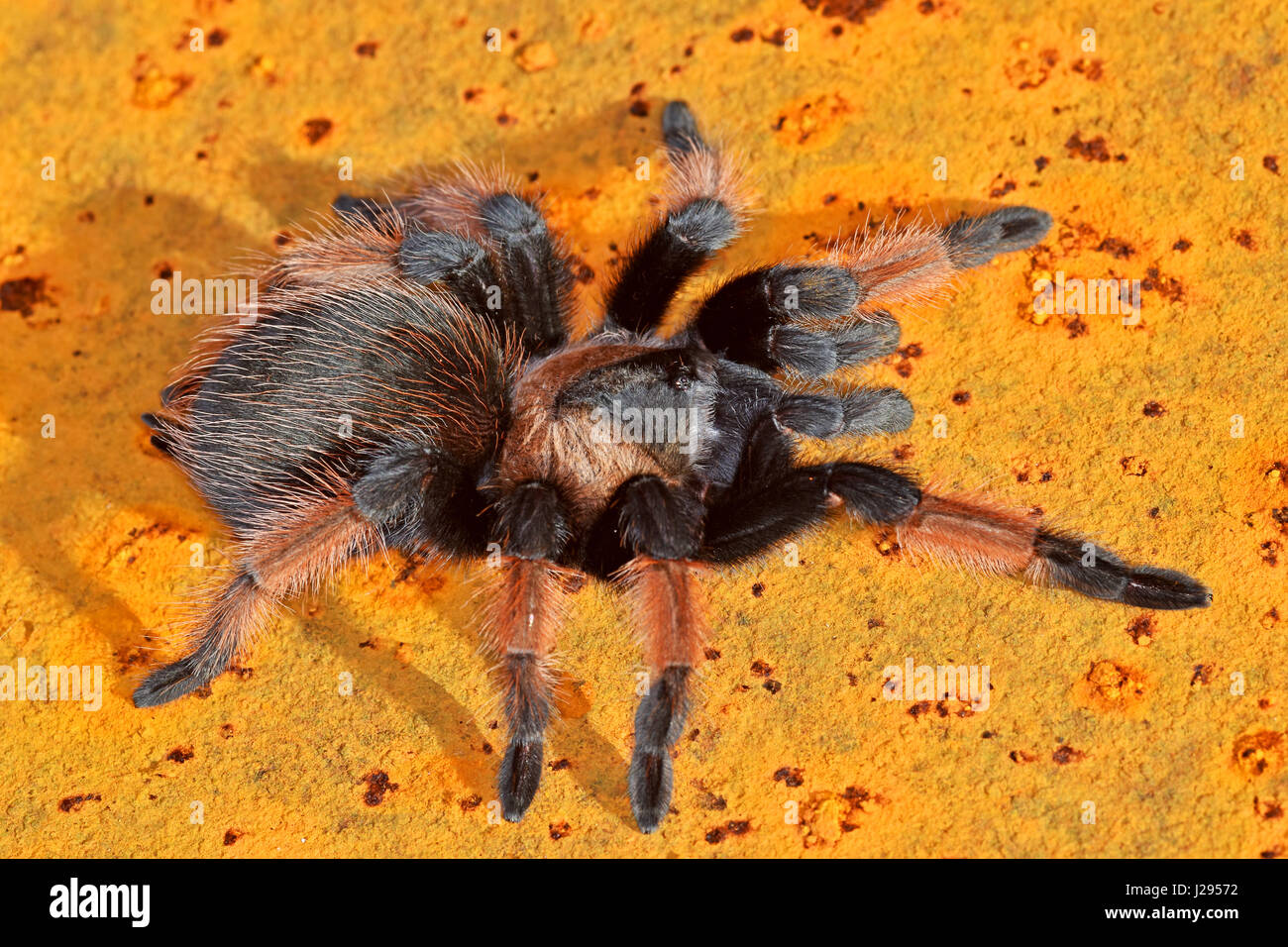 Jambe Rouge mexicaine Tarantula (Brachypelma emilia) Juvenile Banque D'Images