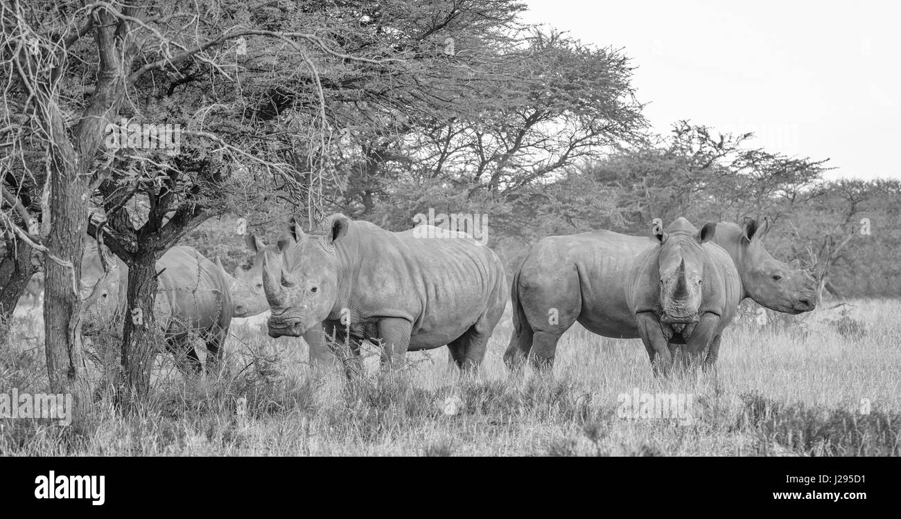 Groupe de rhinocéros blancs dans la province de Northern Cape, Afrique du Sud Banque D'Images
