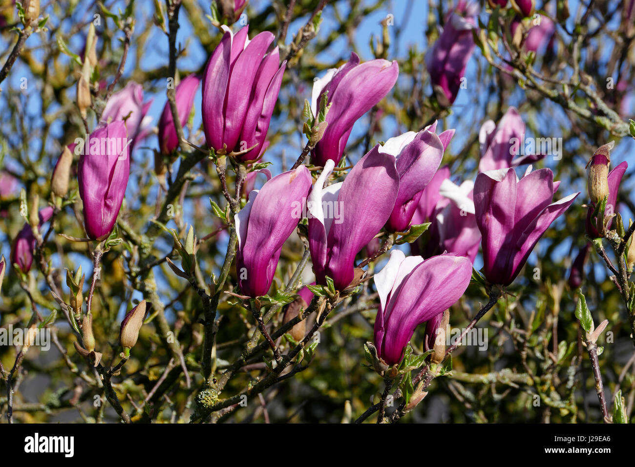 Lily (fleur de Magnolia fleurs violettes Magnolia, Magnolia denudata). Potager de Suzanne, Le Pas, Mayenne, Pays de la Loire, France. Banque D'Images