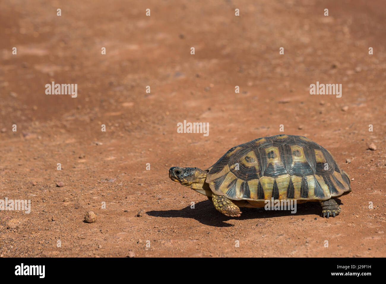 Chersina angulata incliner (tortue), espèce en voie de disparition, Province Western Cape, Afrique du Sud Banque D'Images
