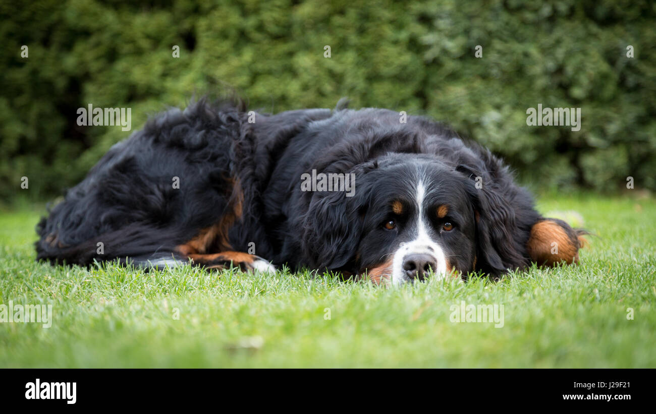 Les Bernois, chien domestique (Canis lupus familiaris), couchée dans un pré, Allemagne Banque D'Images