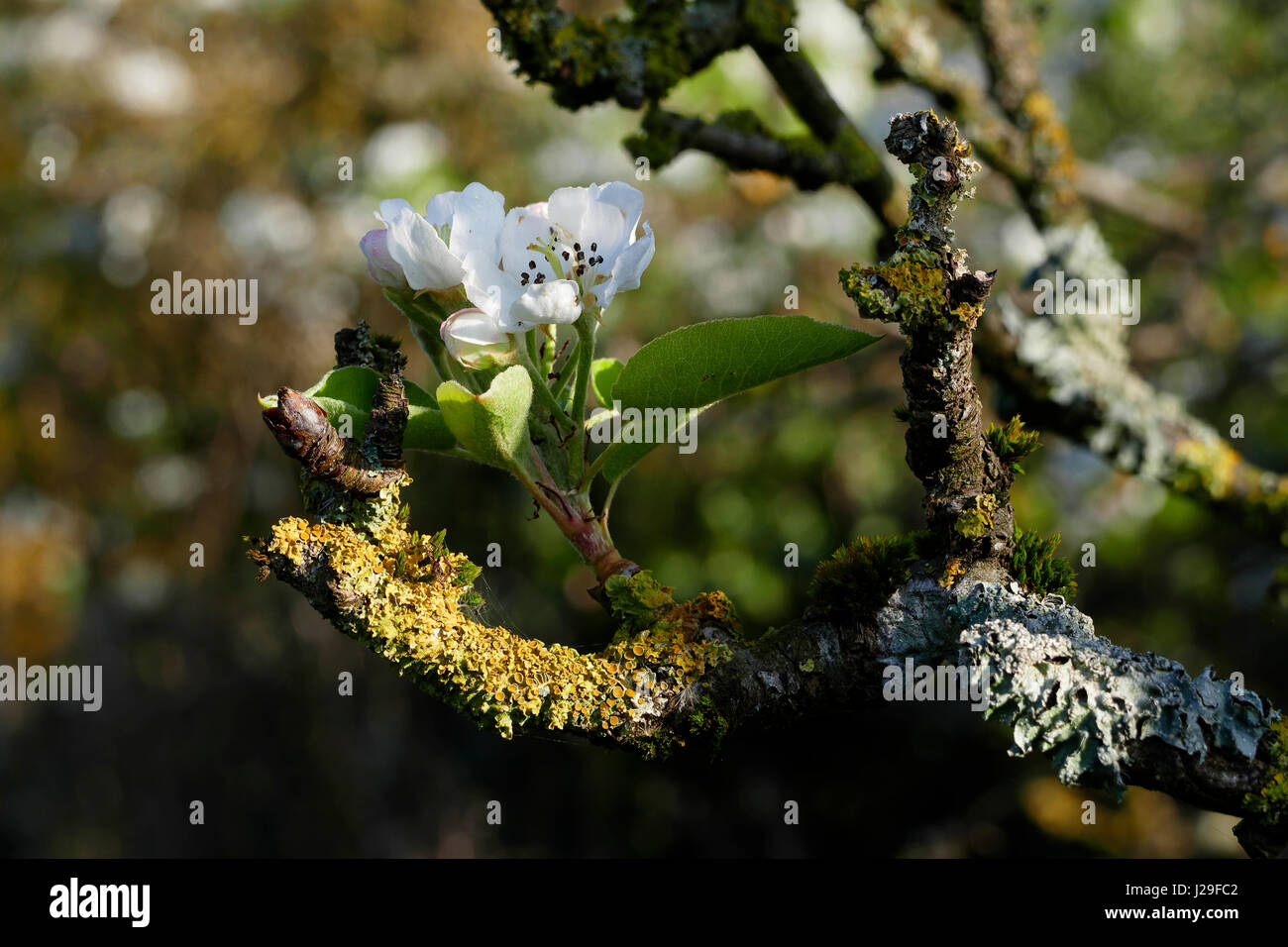 Vieux poirier en fleurs, des branches couvertes de lichens (Potager de Suzanne, Ap, Mayenne, Pays de la Loire, France). Banque D'Images