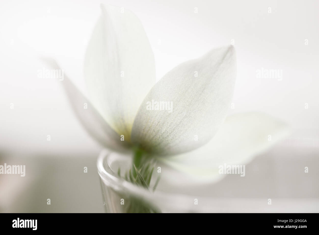 Snowdrop fleur sur la neige, studio blanc Soft focus, parfait pour carte postale Banque D'Images
