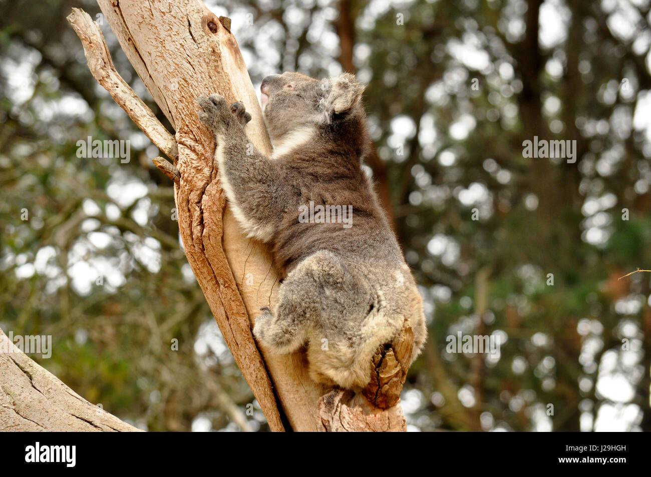 ( Koala Phascolarctos cinereus ) aussi appelé 'Small' de l'ours est un mammifère marsupial Australien. Banque D'Images