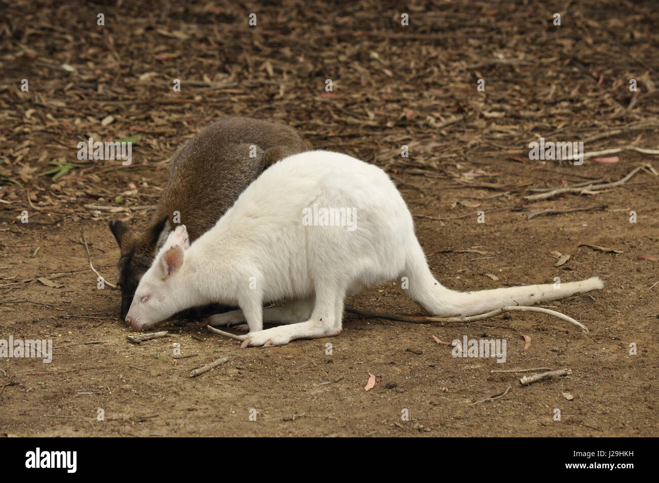 Spécimen wallaby albinos, petites ou moyennes macropod trouvés en Australie. Banque D'Images