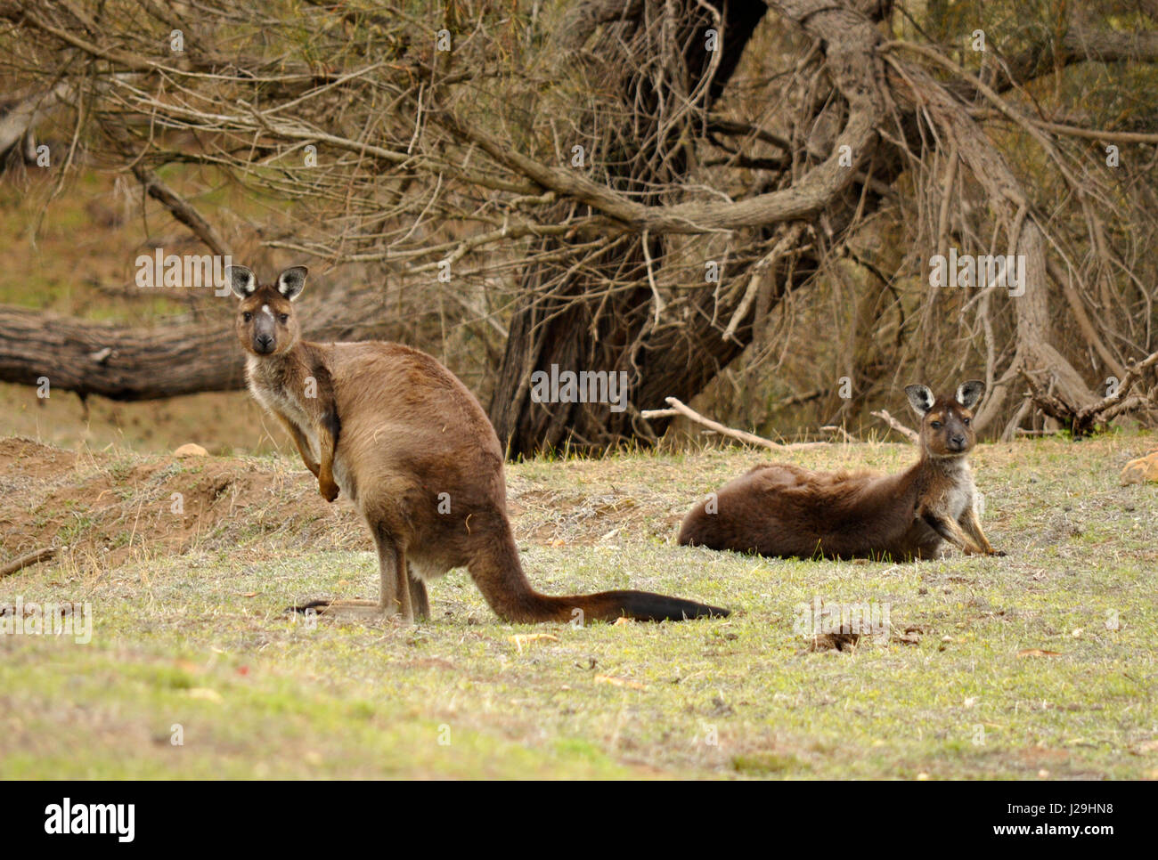 Deux kangourou (Macropus) regardant le photographe à l'île Kangourou Banque D'Images