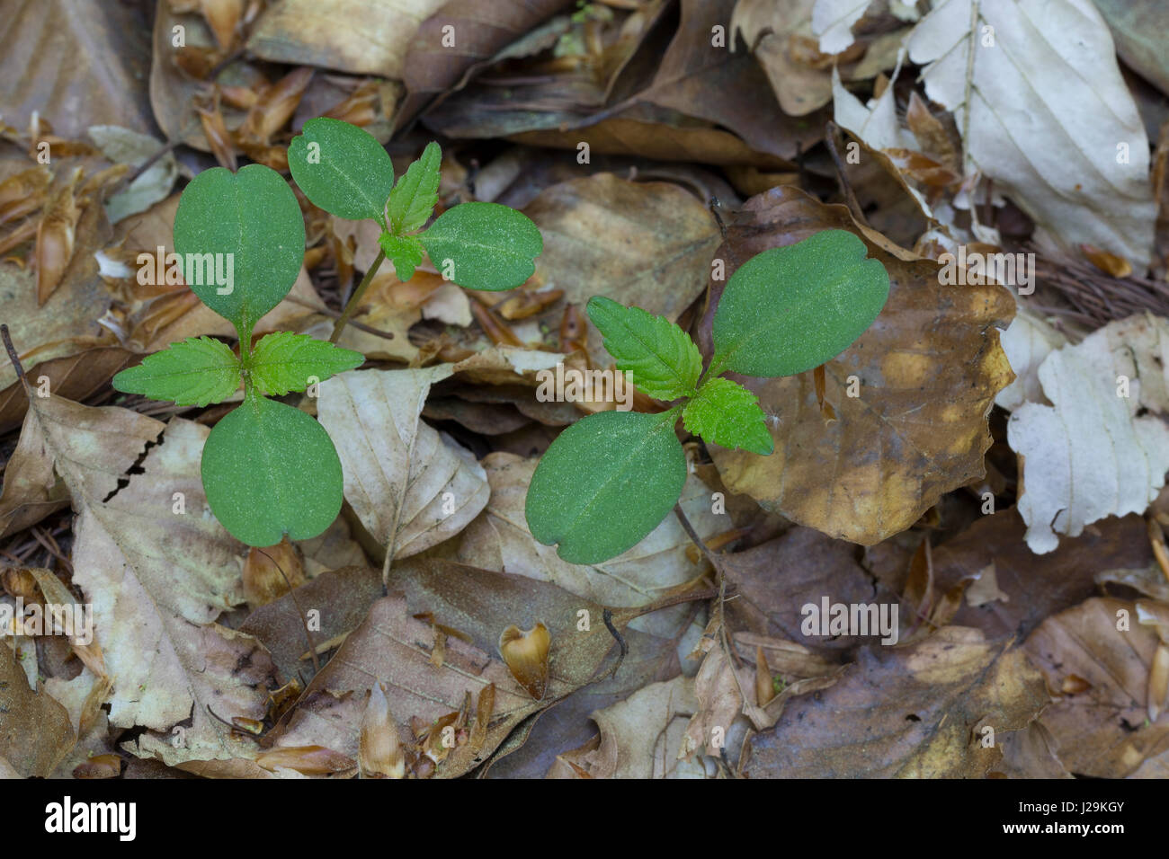 Buchen-Keimling (Keim, Buche, Rot-Buche, Rotbuche, Fagus sylvatica, Blätter, Blatt, Pflanzenkeim Keimblätter Keimblatt,,, Buchenblatt Buchenblät, Banque D'Images