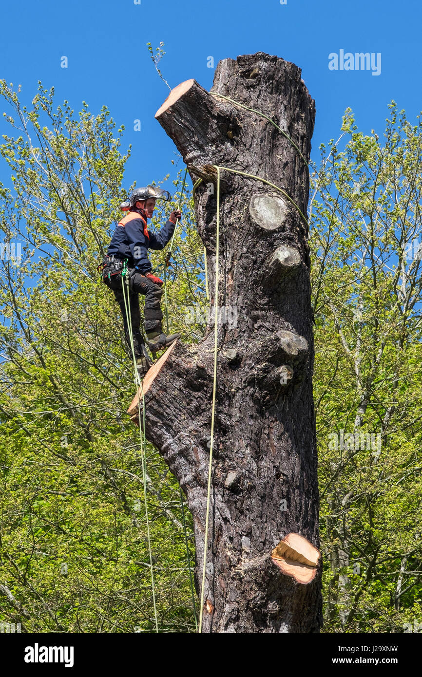 Tree Surgeon Arboriculture Arboriste Expert métier dangereux abattage d'arbre à l'aide d'une chaîne a vu le travail en hauteur l'aménagement des arbres exploités Banque D'Images