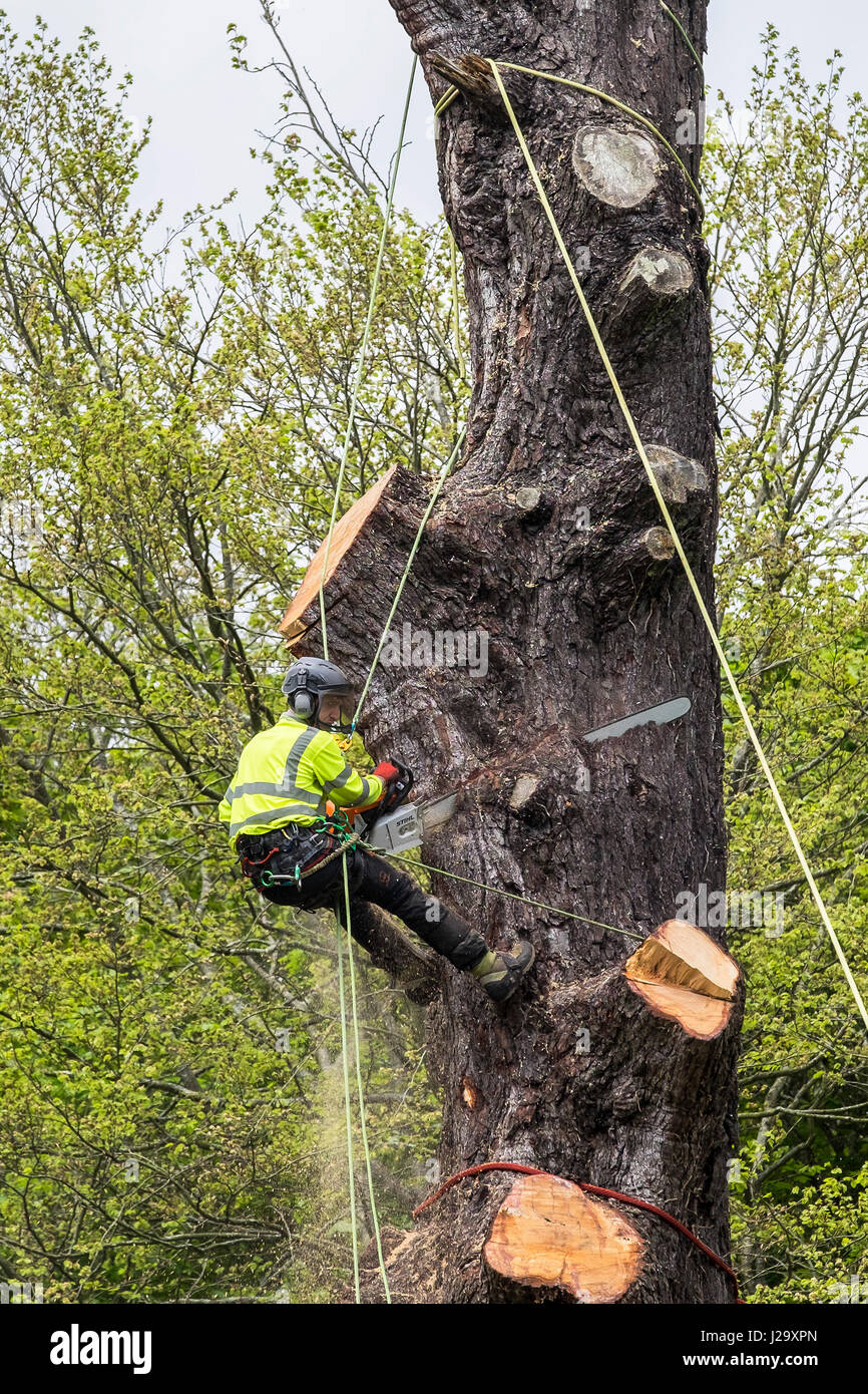 Tree Surgeon Arboriculture Arboriste Expert métier dangereux abattage d'arbre à l'aide d'une chaîne a vu le travail en hauteur l'aménagement des arbres exploités Banque D'Images