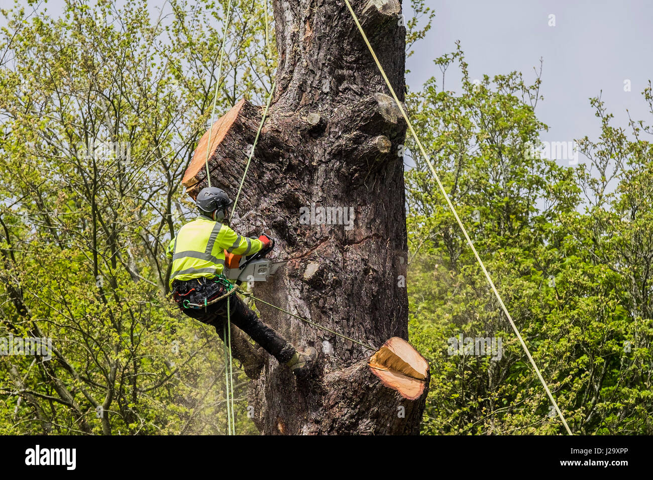 Tree Surgeon réduisant l'Arboriculture Arbre arboriculteur dangereux, travail en hauteur à l'aide d'un travailleur qualifié de scie à chaîne Banque D'Images