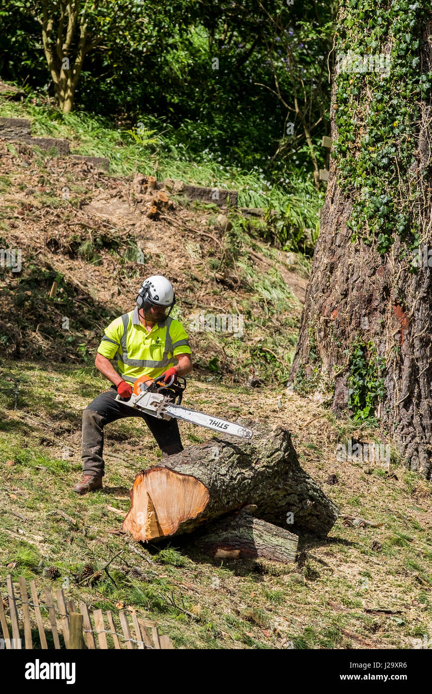 Tree Surgeon Arboriculture la tronçonneuse travailleurs manuels vêtements de protection des travailleurs de l'Équipement Équipement industriel Banque D'Images