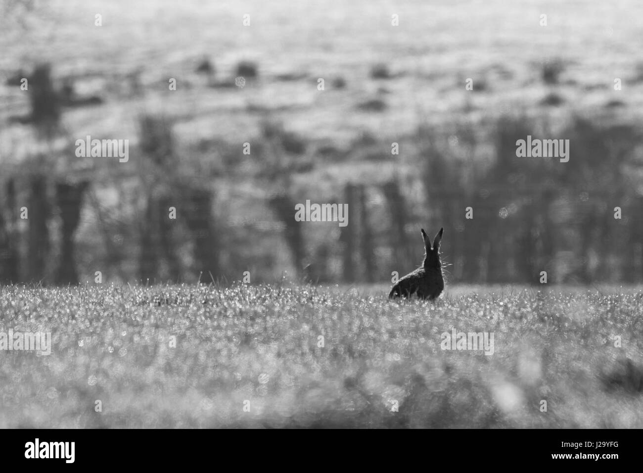 Lièvre brun  hot assis sur le champ couvert de rosée en noir et blanc  Powys, Pays de Galles, Royaume-Uni Banque D'Images
