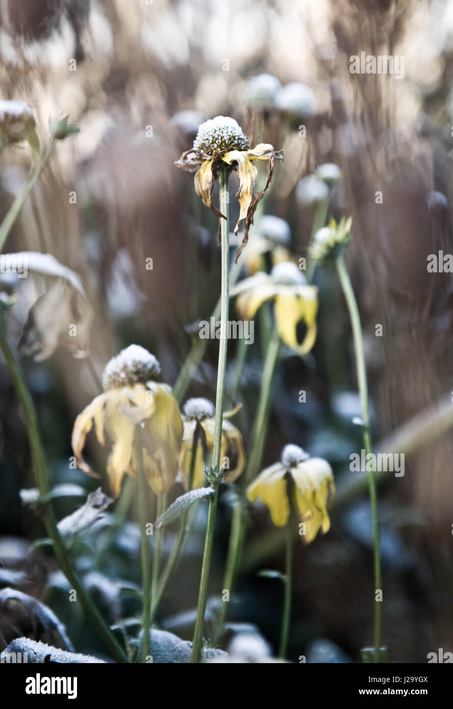 Fleur rudbeckia jaune congelé Banque D'Images