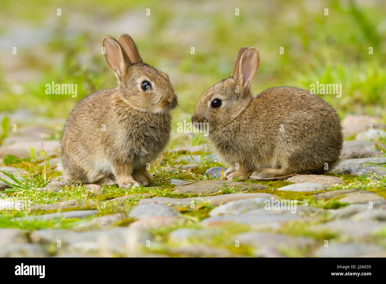 Lapin  paire de lapins pour mineurs sur cour pavée  Powys, Pays de Galles, Royaume-Uni Banque D'Images