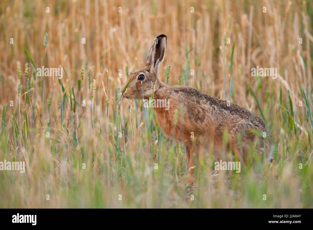 Lièvre brun  sniffing adultes en blé champ de blé  Powys, Pays de Galles, Royaume-Uni Banque D'Images