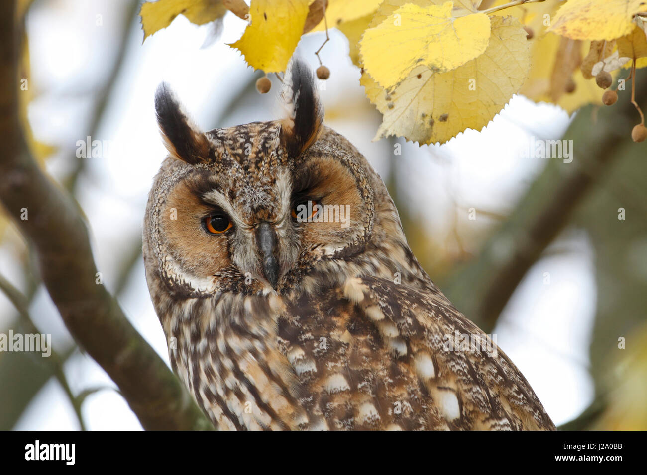 Long-eared Owl portrait Banque D'Images