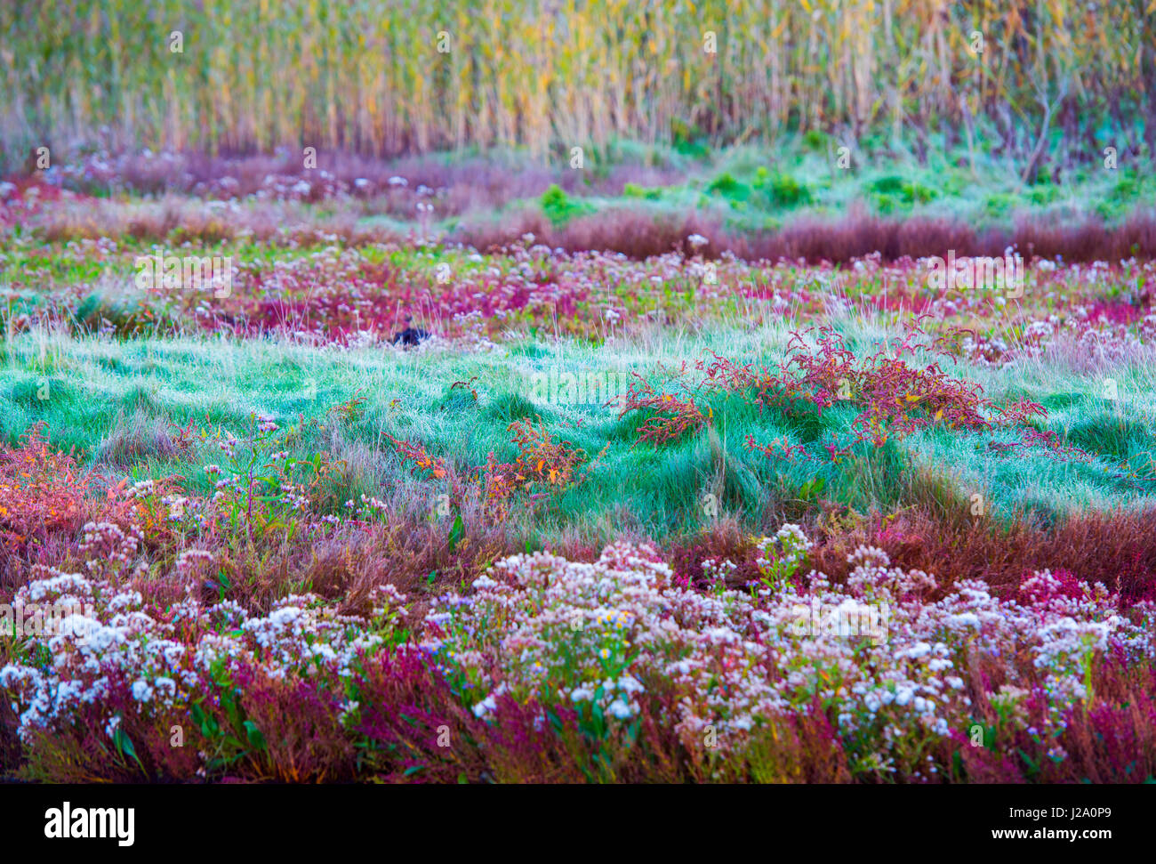 Saltmarsh dans l'Oosterschelde national park en octobre avec vue sur la mer rouge et de l'aster la salicorne au lever du soleil Banque D'Images