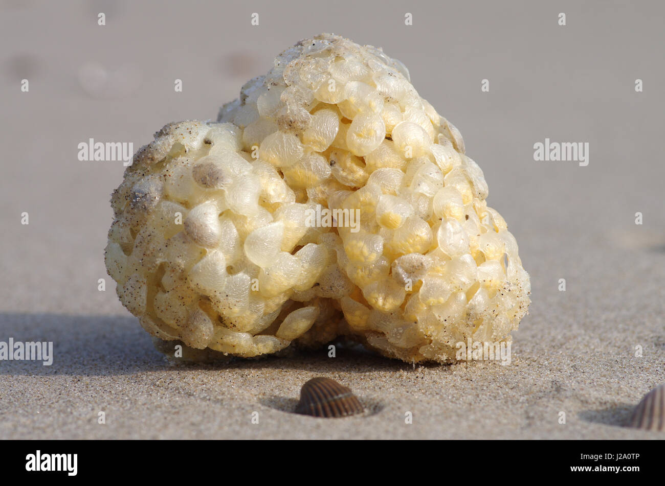 Oeufs de buccin commun vers le rivage de la plage avec de la neige Banque D'Images