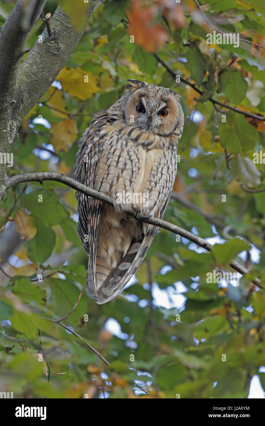 Long-eared Owl en arbre d'automne Banque D'Images