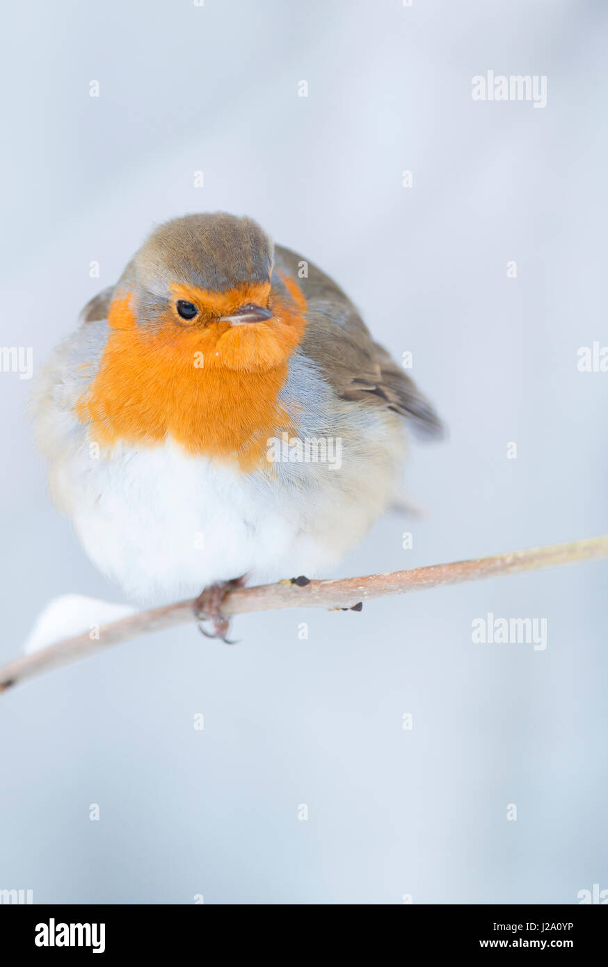 Robin européenne dans la neige Banque D'Images