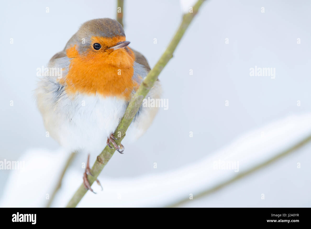 Robin européenne dans la neige Banque D'Images