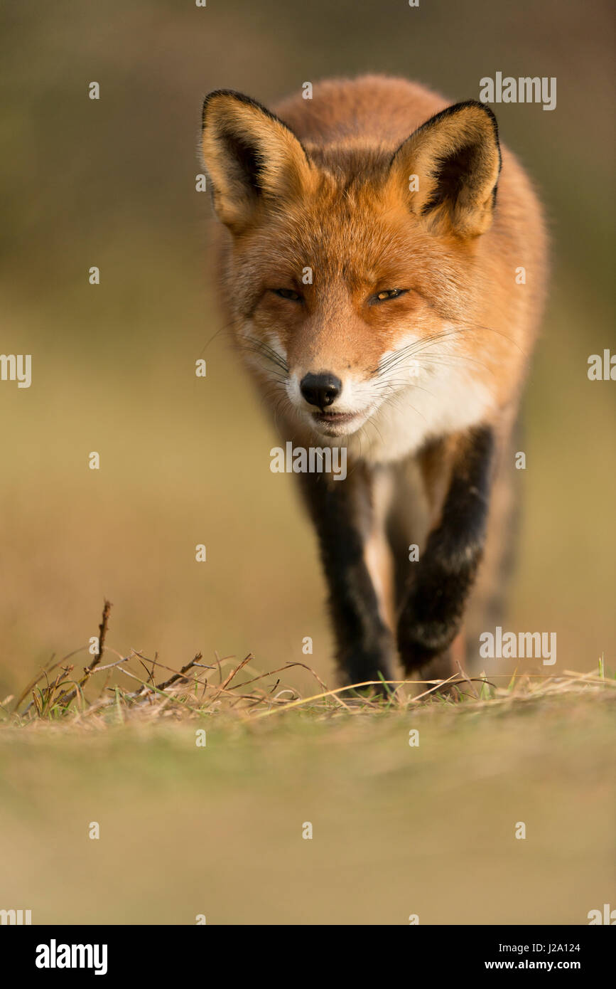 Renard roux Banque D'Images