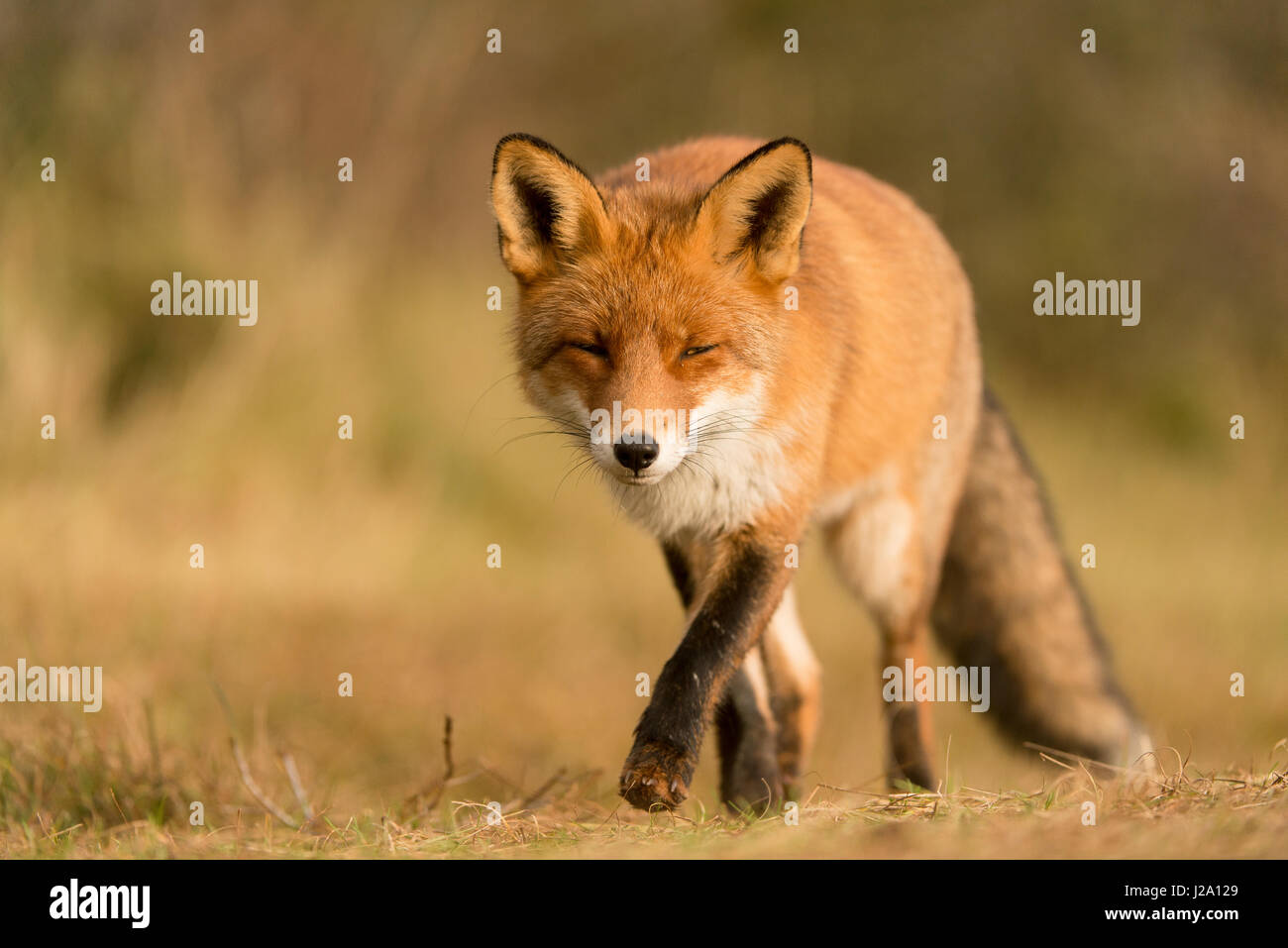 Renard roux Banque D'Images