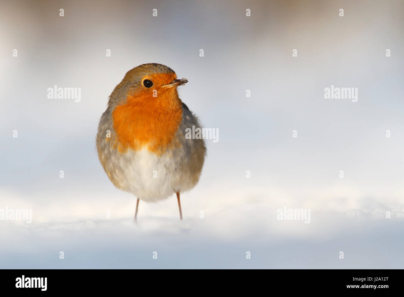 Un Robin européenne dans la neige Banque D'Images