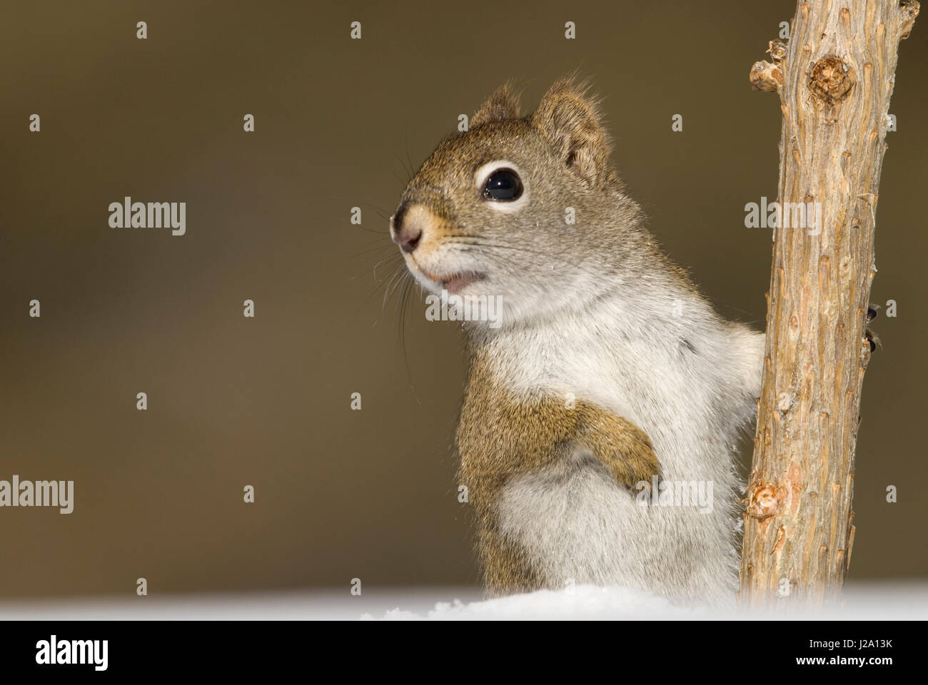 Un RedSquirrel (Tamiasciurus hudsonicus) assis dans sa demi-tunnel par un petit arbre. Banque D'Images