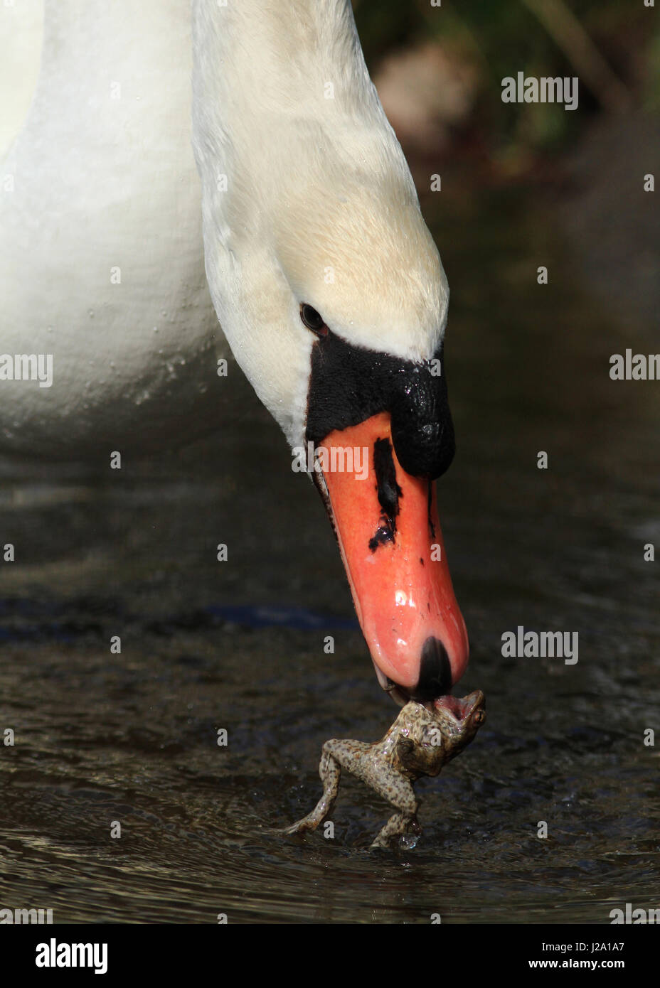 Un bouton mute swan (Cygnus olor) manger un crapaud Banque D'Images