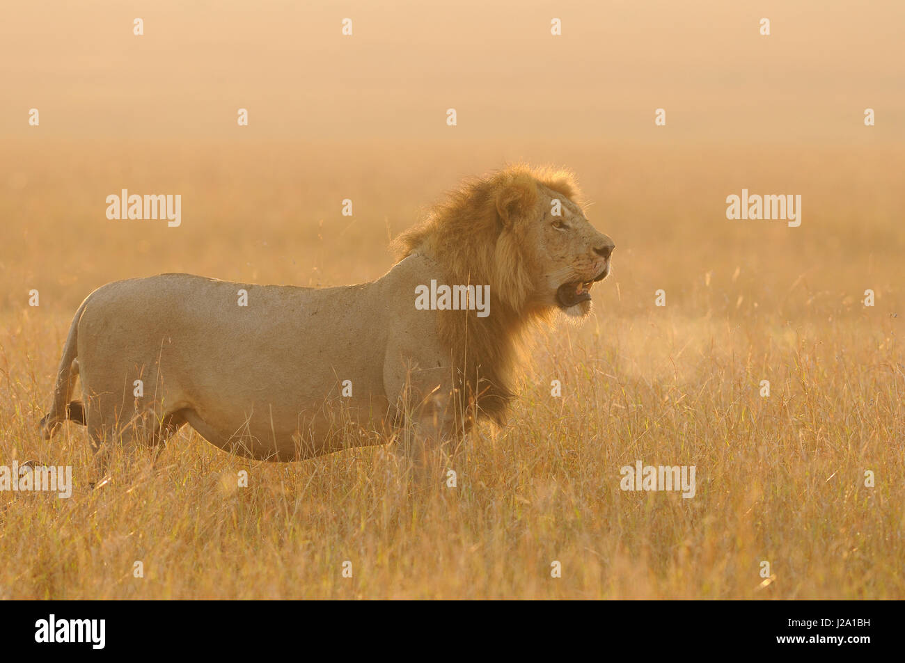 Homme Lion debout dans l'herbe de la savane en rétro-éclairage Banque D'Images