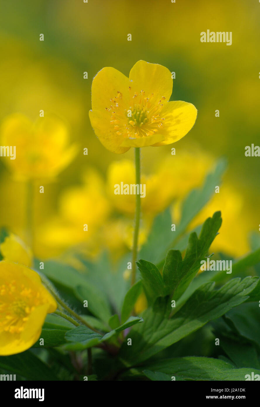 Anémone jaune en fleur Banque D'Images