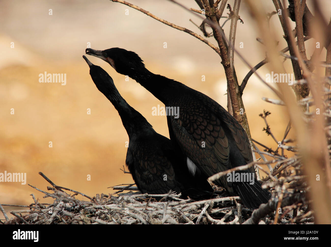 Grands Cormorans sur leur nid dans un parc de la ville. Banque D'Images