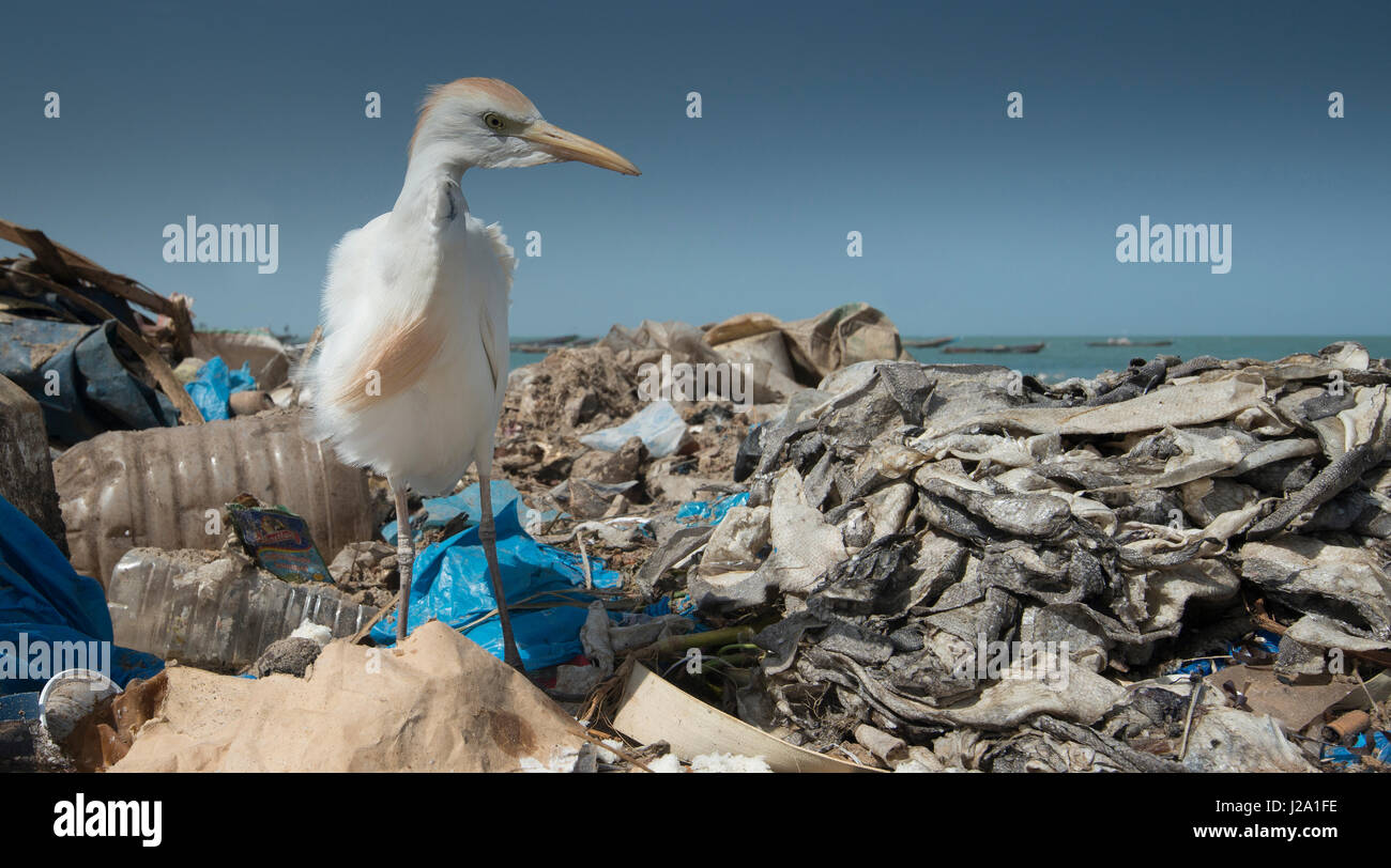 Héron garde-boeuf à la recherche de nourriture entre les ordures sur une plage Banque D'Images