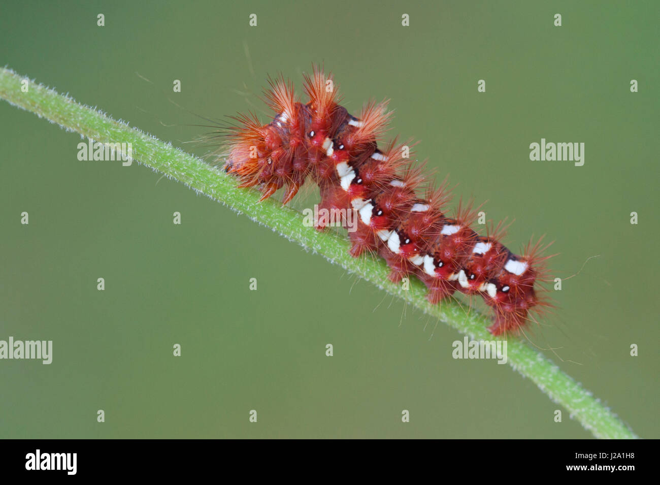 Le Nœud de l'Herbe de Caterpillar Banque D'Images