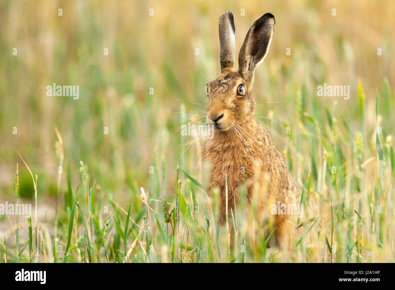 Lièvre brun  hot assis dans champ de blé  Powys, Pays de Galles, Royaume-Uni Banque D'Images