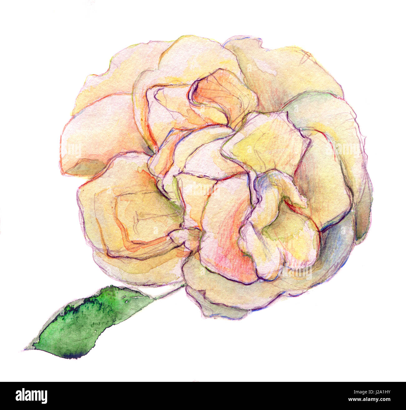 Ombre de blanc et rose fleur rose jaune - aquarelle isolé sur fond blanc Banque D'Images