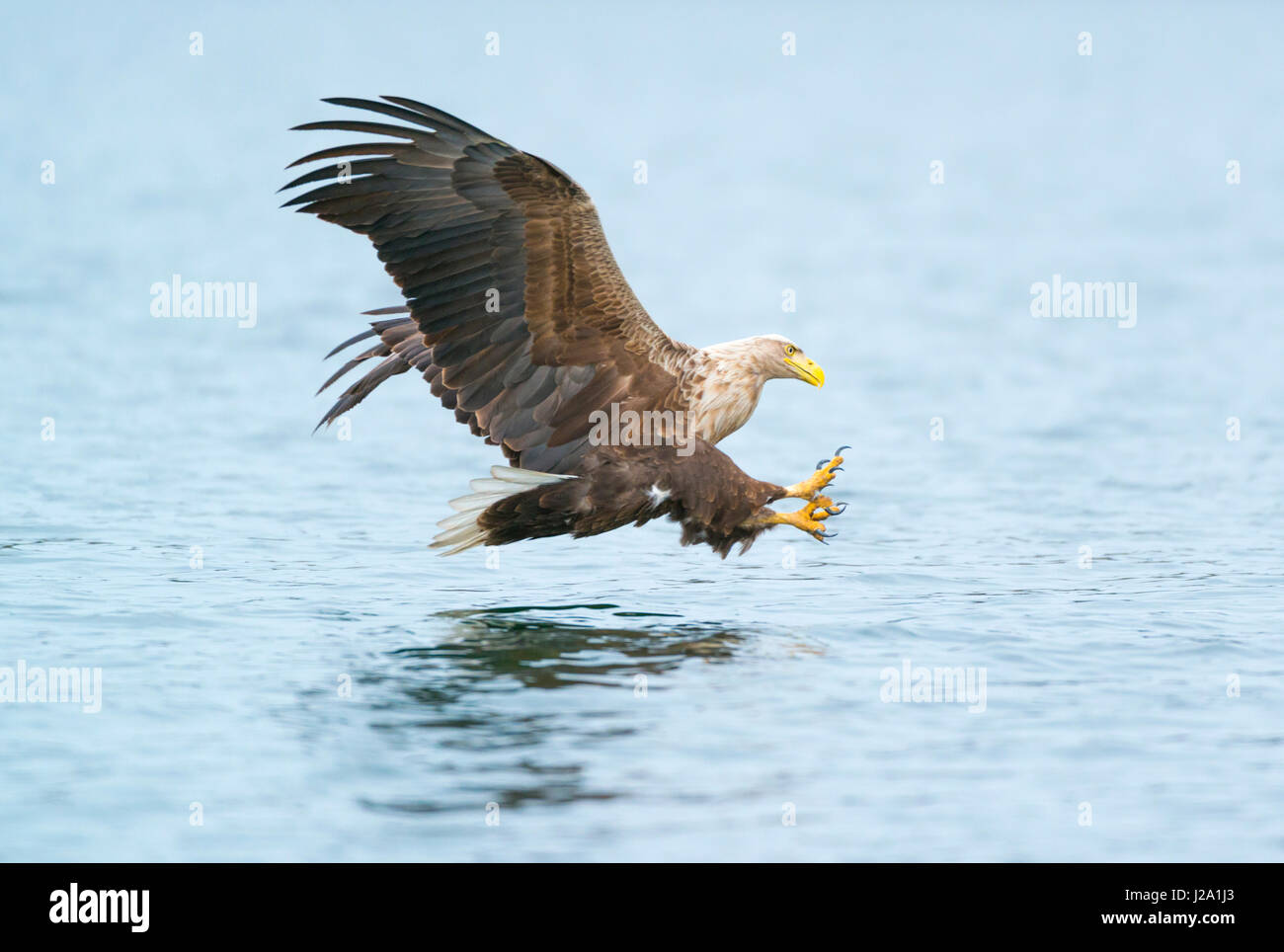 White-tailed eagle en vol Banque D'Images