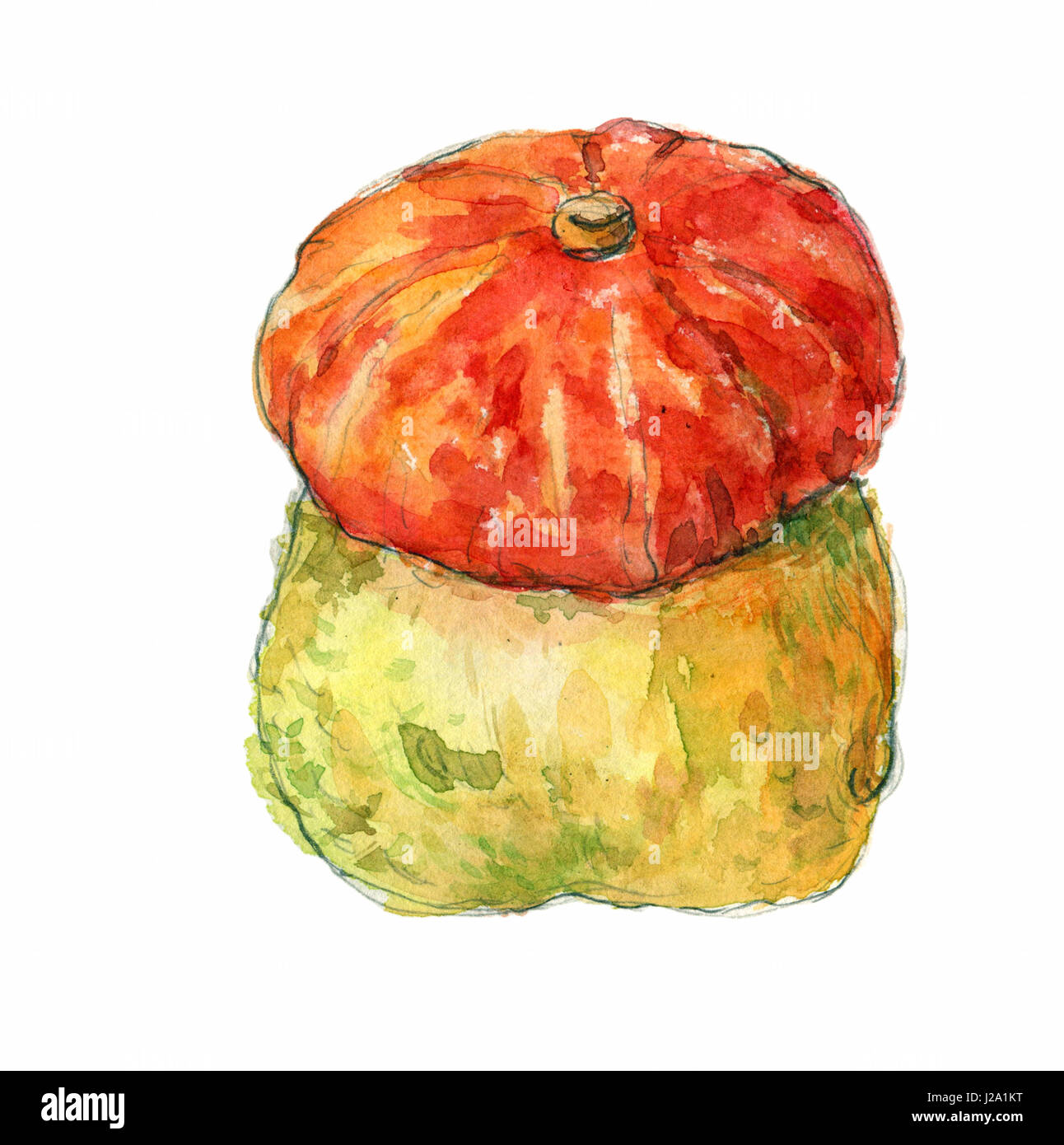 Une citrouille. La main de l'aquarelle sur fond blanc illustration chemin isolé Banque D'Images