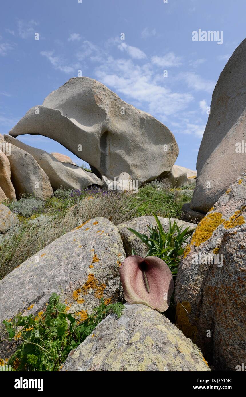 Helicodiceros muscivorus, une floraison de l'Arum géant avec l'odeur d'un cheval mort Banque D'Images