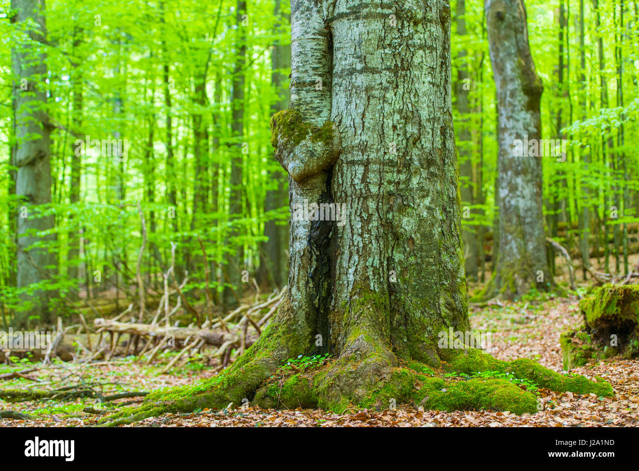 Forêt vierge dans le Parc National de la forêt bavaroise en Allemagne Banque D'Images