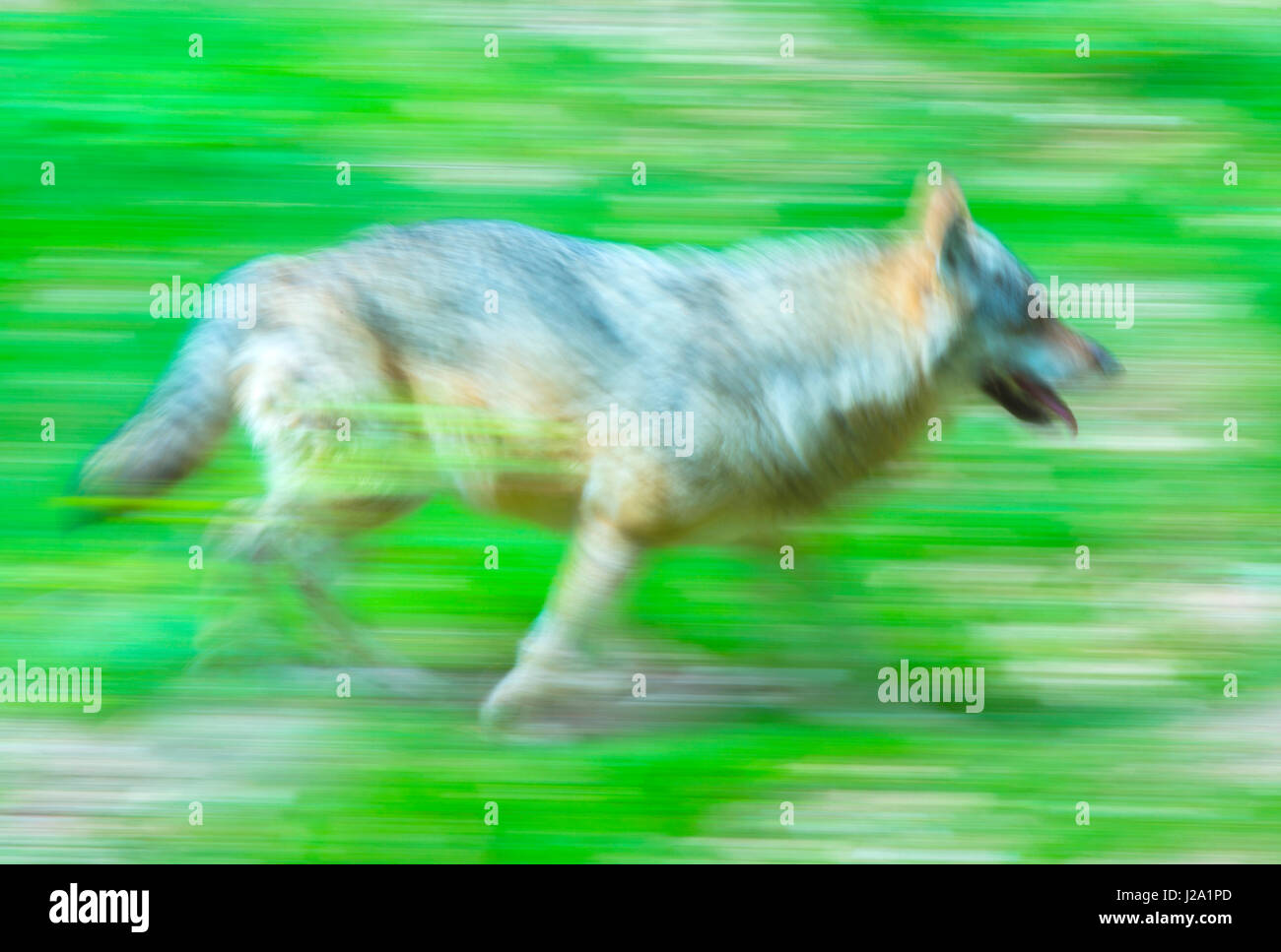 Loup européen in motion Banque D'Images