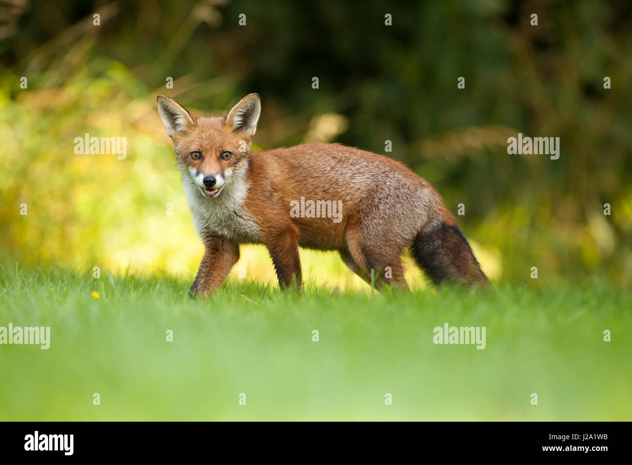 Red Fox - adulte - jardin en regardant la caméra. Printemps, Powys, Wales, UK Banque D'Images