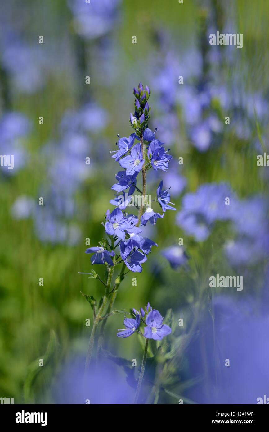 Grande floraison de Speedwell Banque D'Images