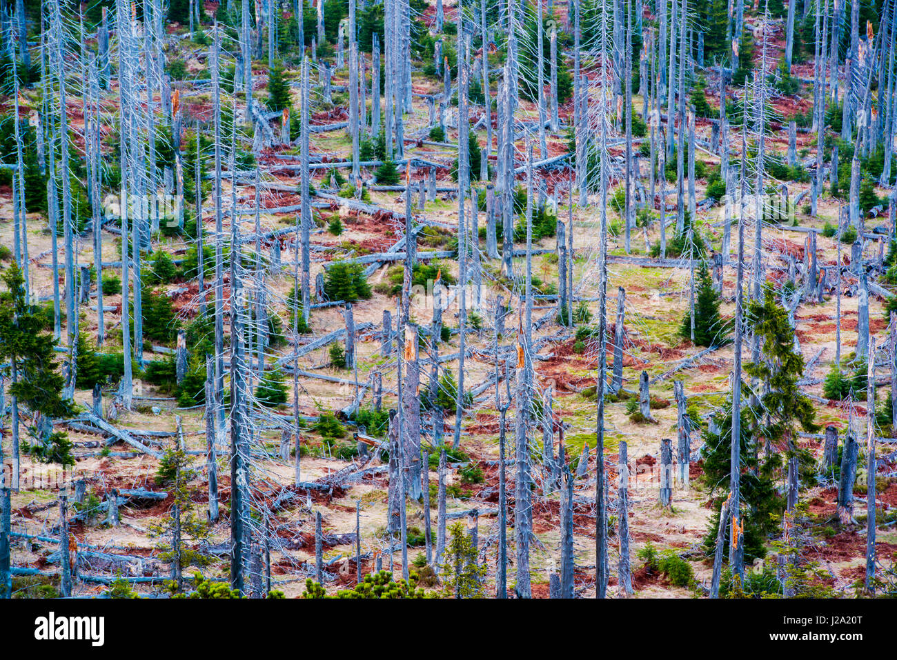 La Lusen Mountain dans le parc national Bayerischer Wald en Allemagne avec des forêts touchées par les pluies acides et l'épinette et la régénération des forêts naturelles Banque D'Images