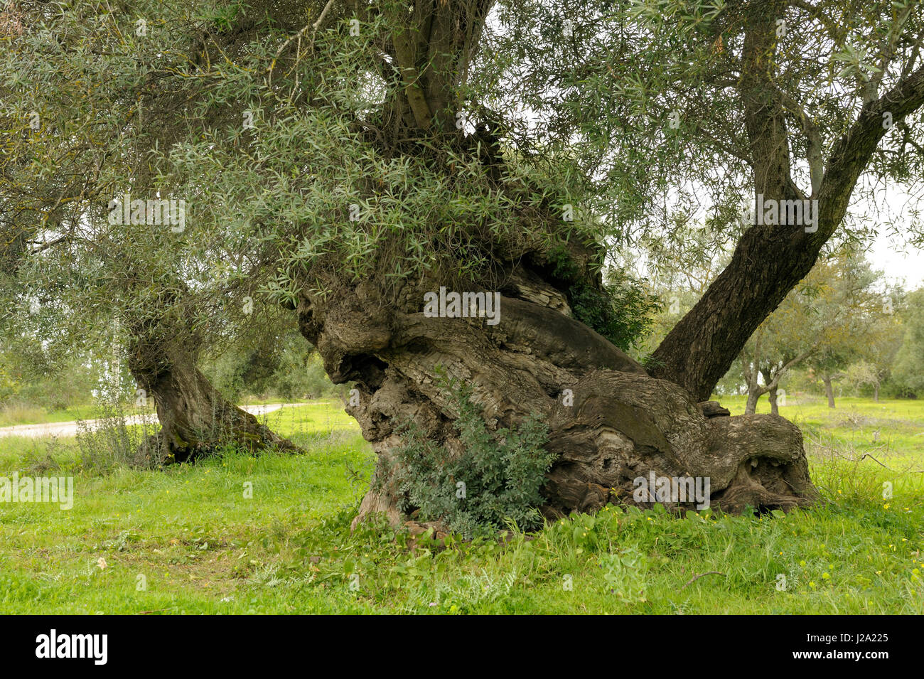 Environ 1000-1200 ans olivier Banque D'Images